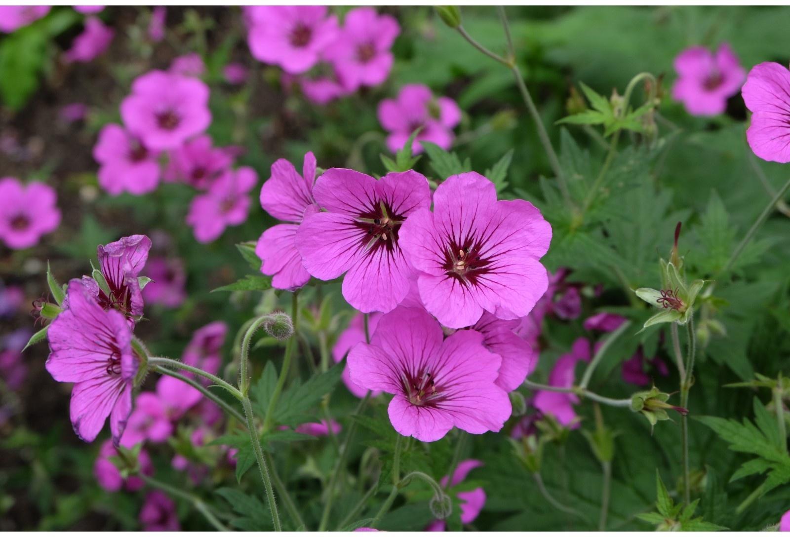 Герань гибридная Патриция, корневище в пакете с торфогрунтом, р-р I, 1 шт.