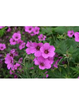 Герань гибридная Патриция, корневище в пакете с торфогрунтом, р-р I, 1 шт.