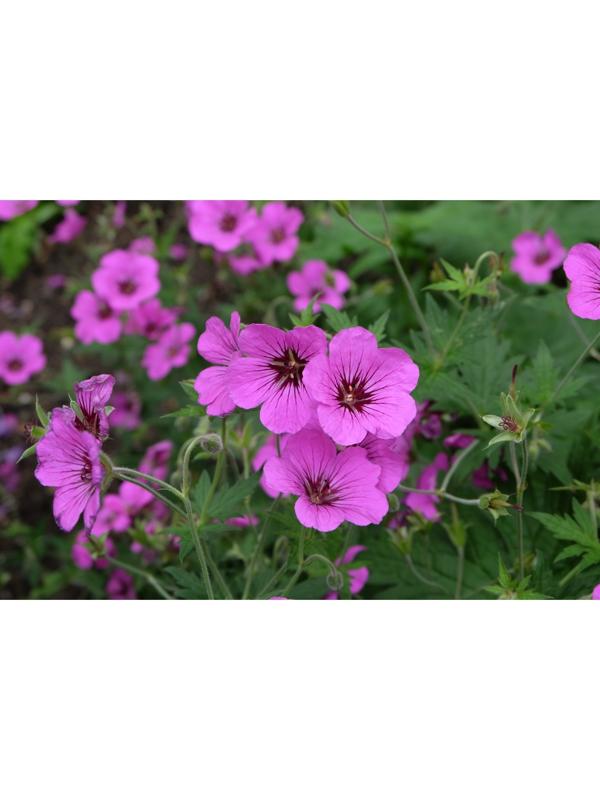 Герань гибридная Патриция, корневище в пакете с торфогрунтом, р-р I, 1 шт.