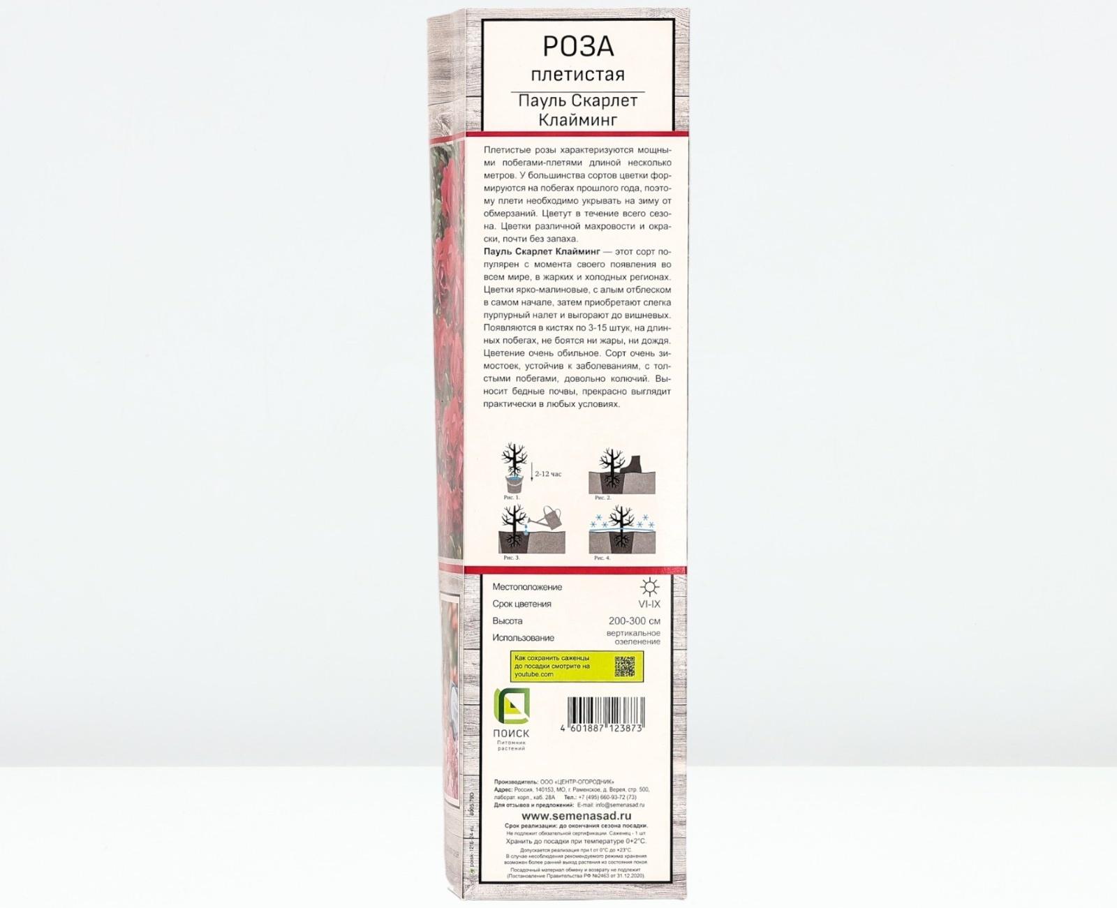 Саженец Роза плетистая 