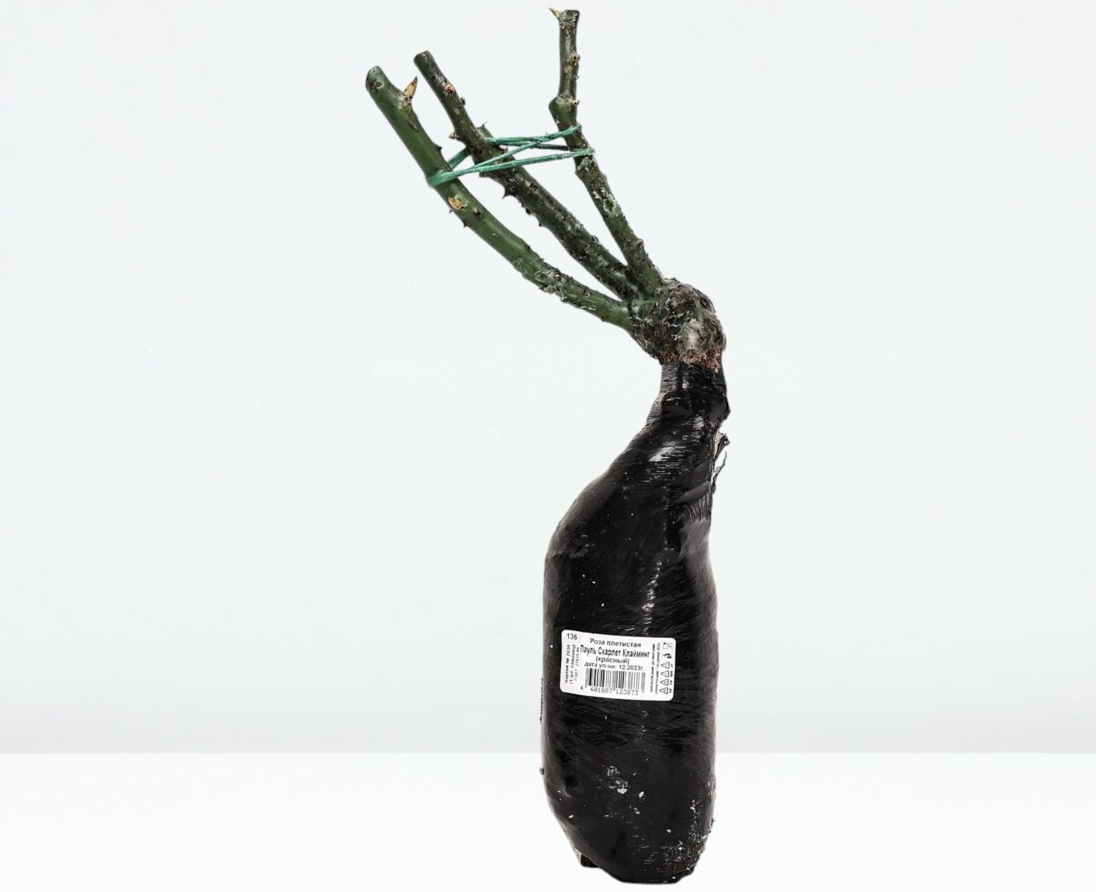 Саженец Роза плетистая 