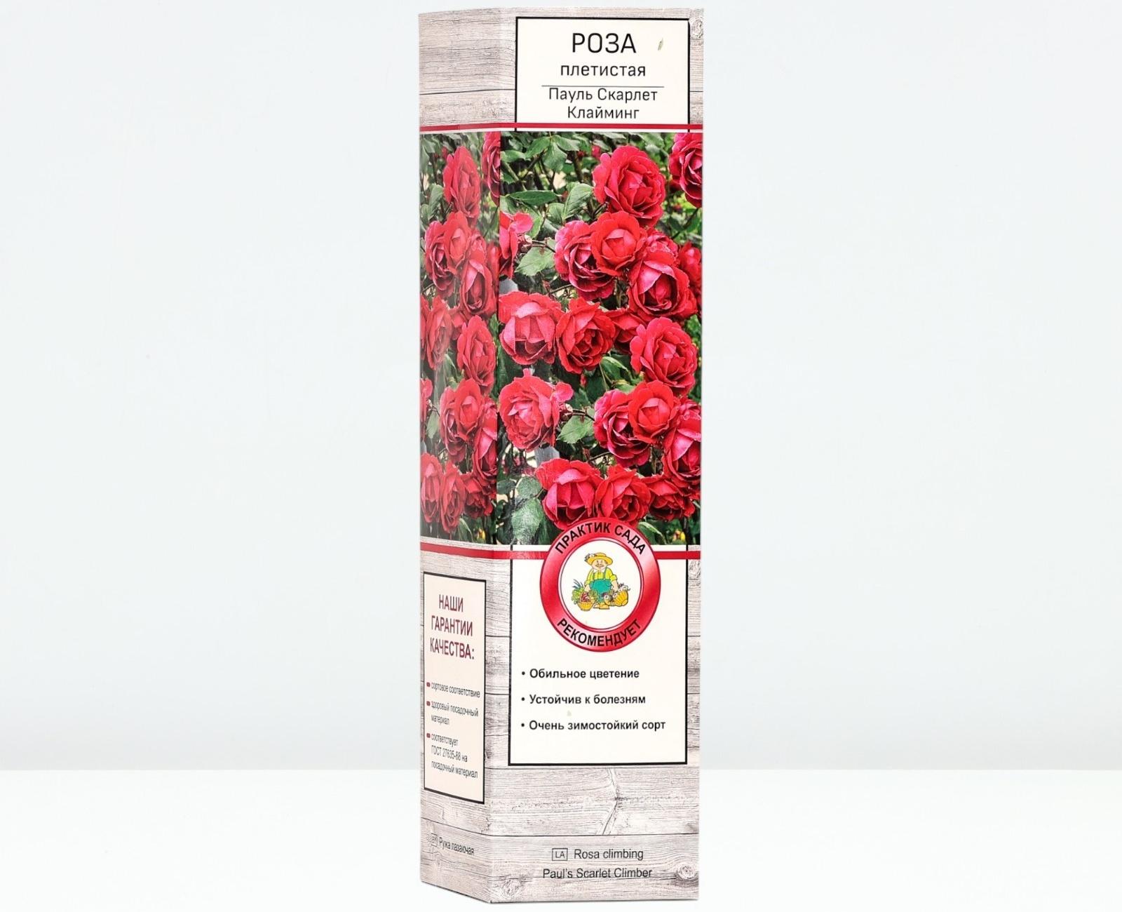 Саженец Роза плетистая 