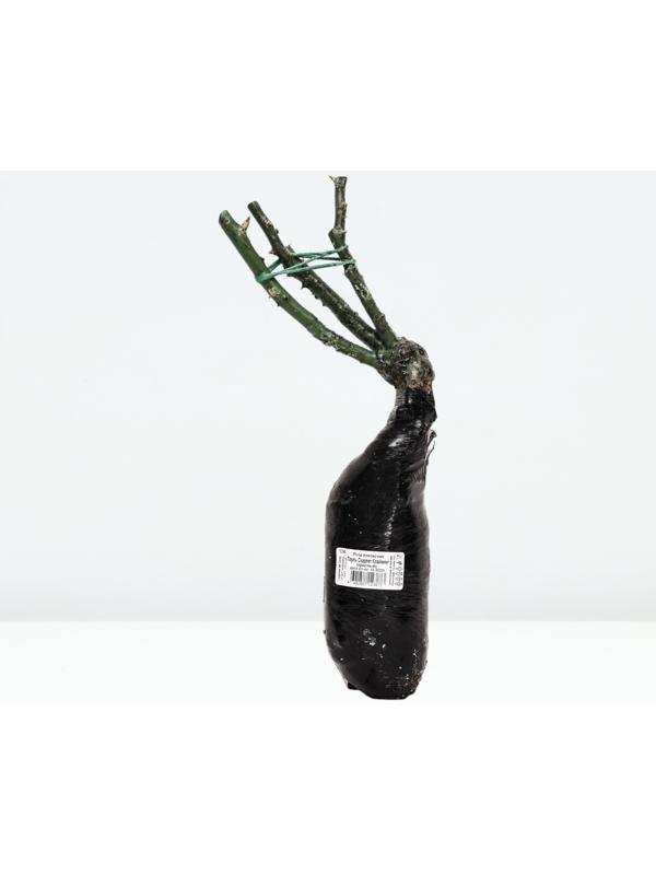 Саженец Роза плетистая 