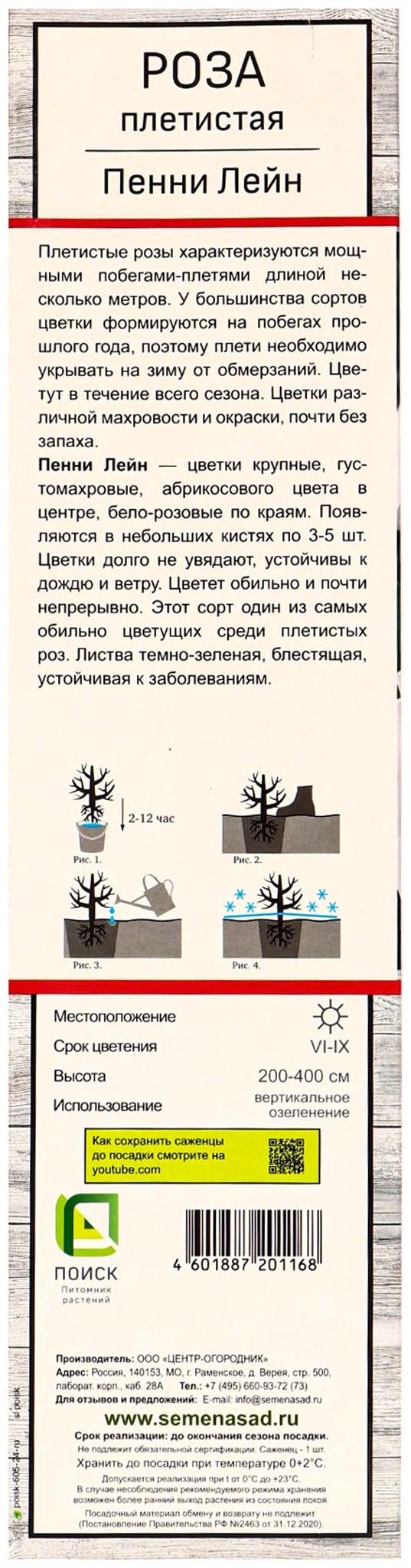 Саженец Роза плетистая 