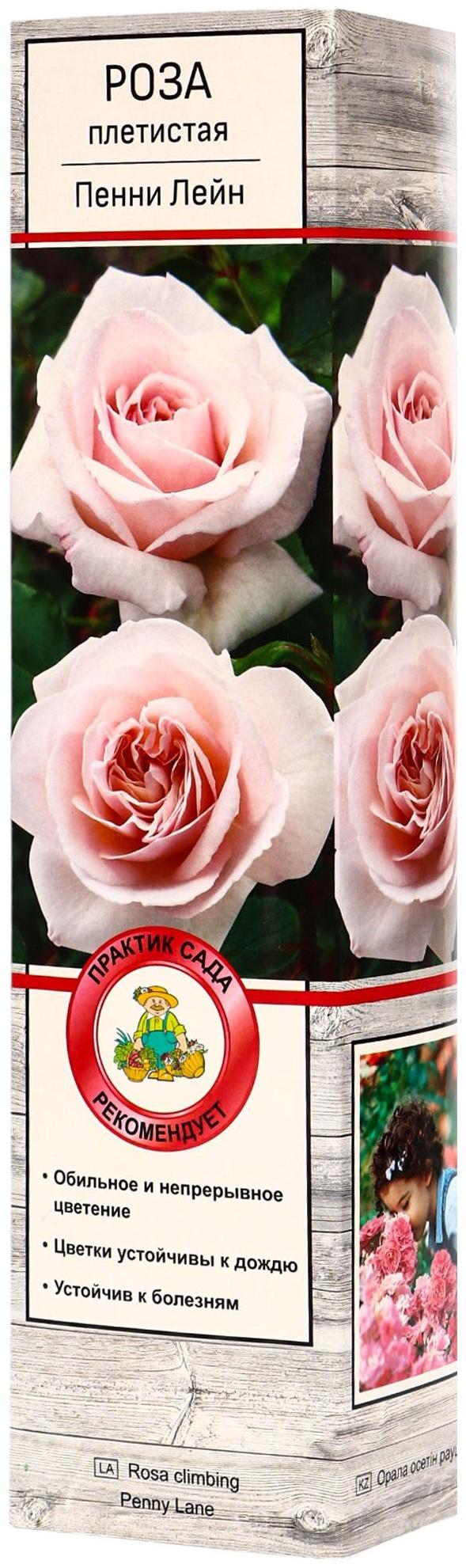 Саженец Роза плетистая 