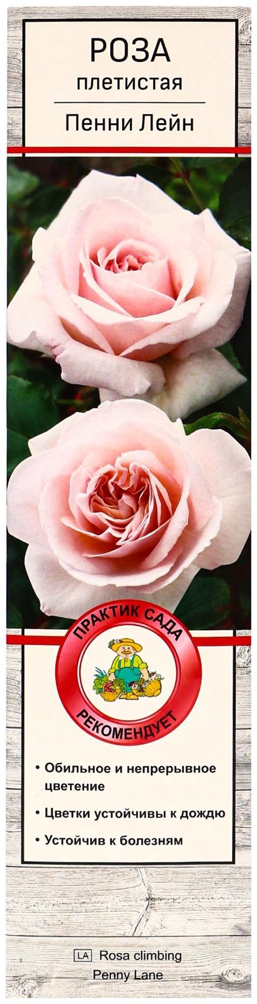 Саженец Роза плетистая 