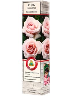 Саженец Роза плетистая 