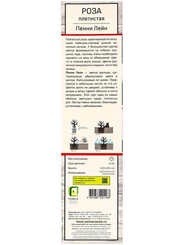 Саженец Роза плетистая 