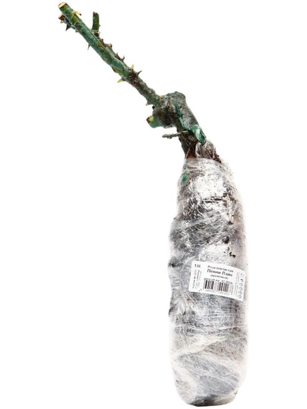 Саженец Роза плетистая 