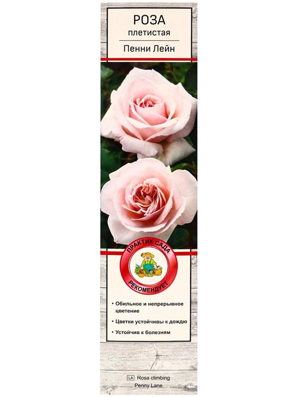 Саженец Роза плетистая 