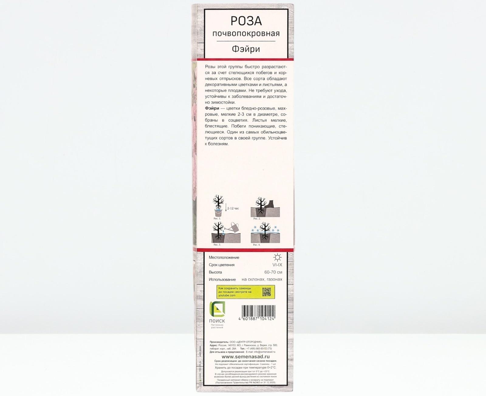 Саженец Роза почвопокровная 