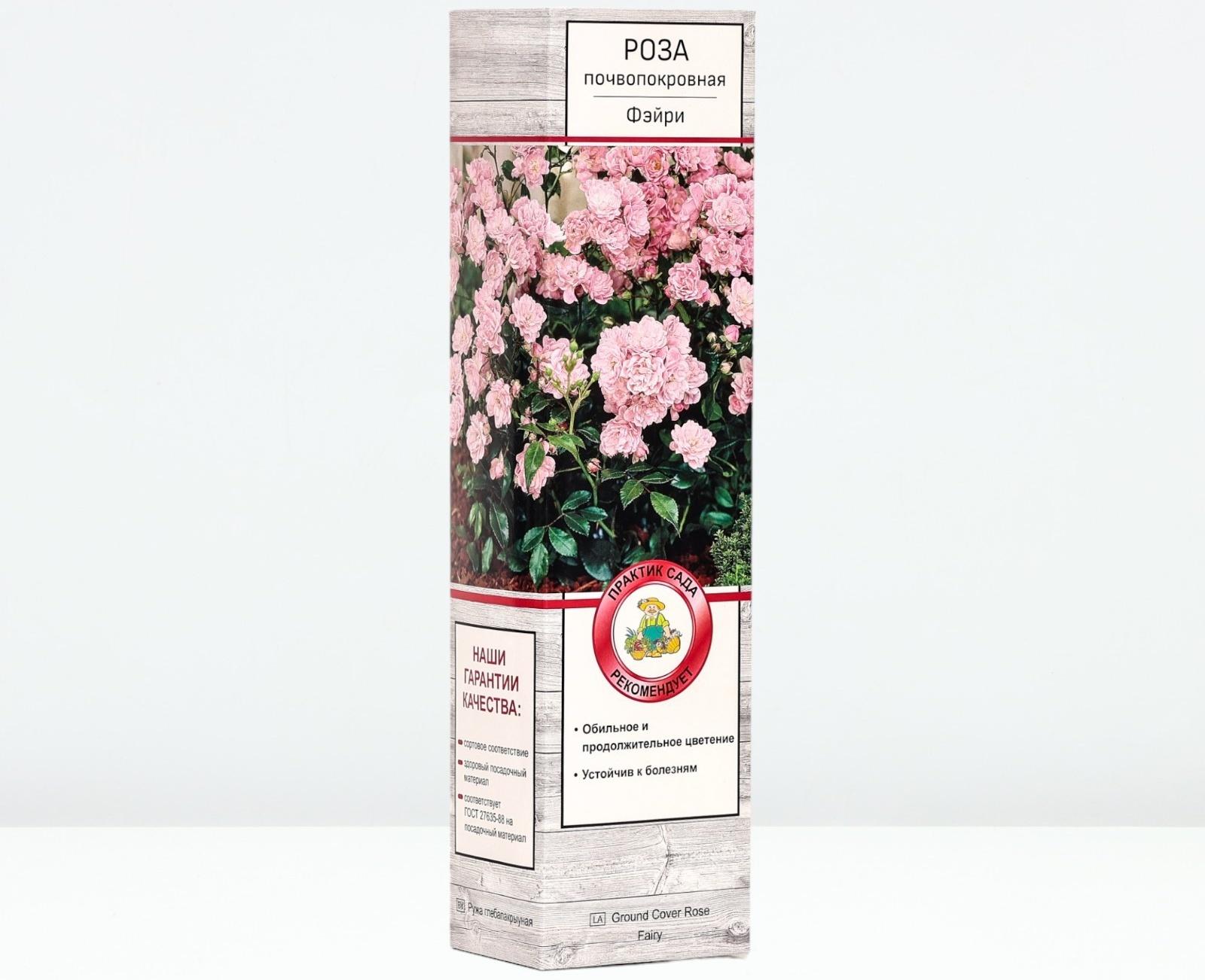 Саженец Роза почвопокровная 