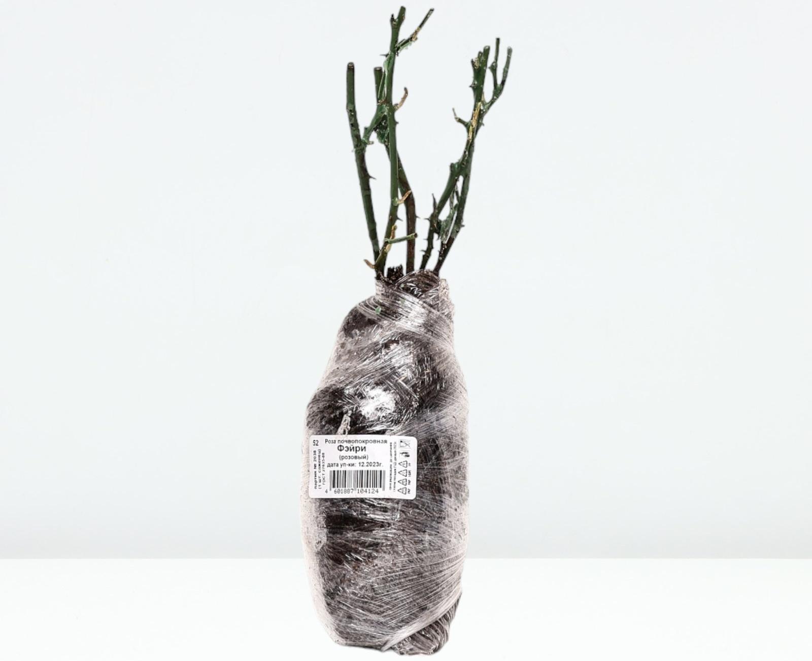 Саженец Роза почвопокровная 