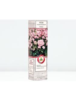 Саженец Роза почвопокровная 