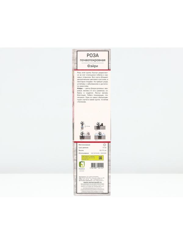 Саженец Роза почвопокровная 