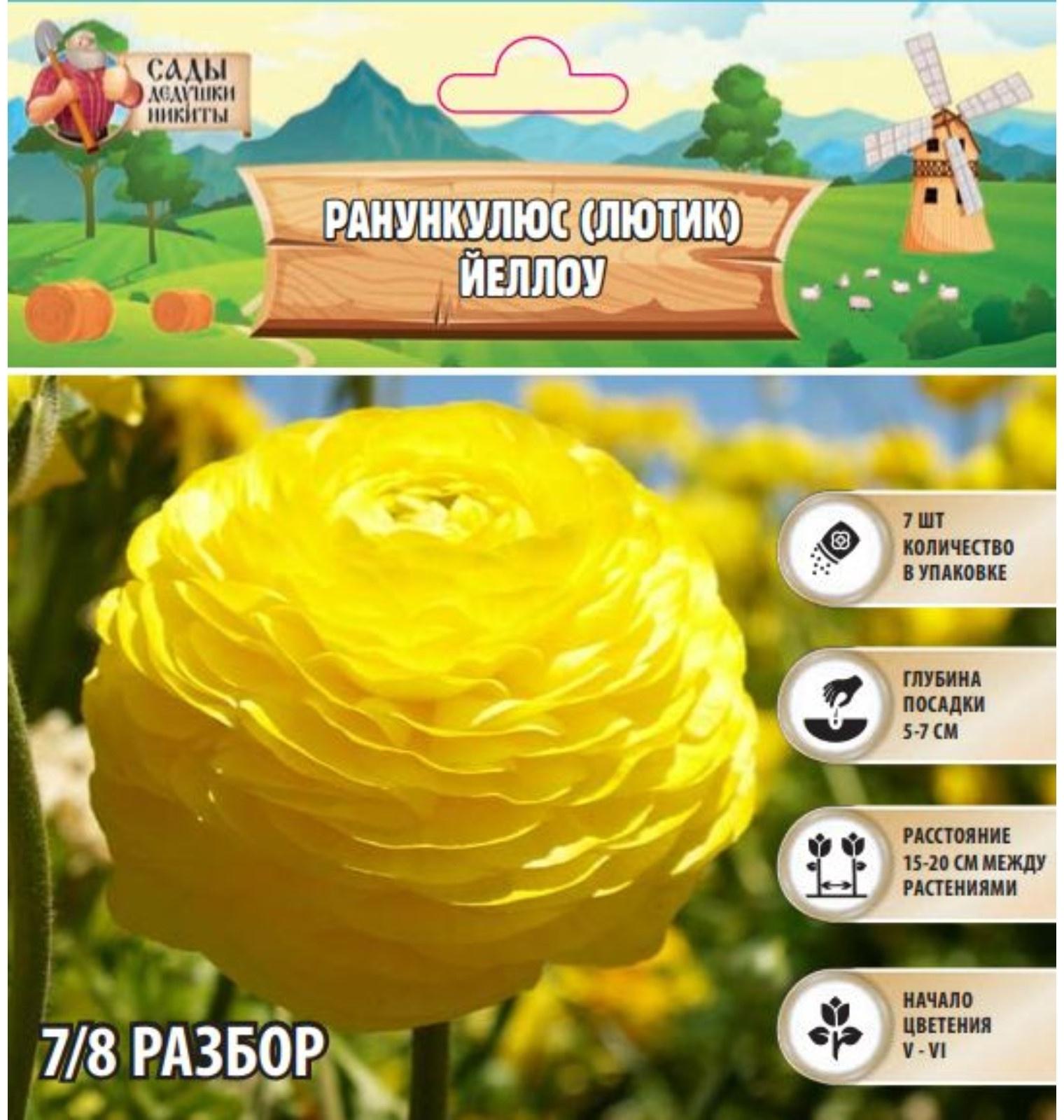 Ранункулюс (Лютик) Йеллоу, р-р 7/8, 7 шт, Весна 2025
