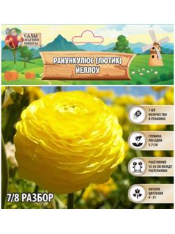 Ранункулюс (Лютик) Йеллоу, р-р 7/8, 7 шт, Весна 2025