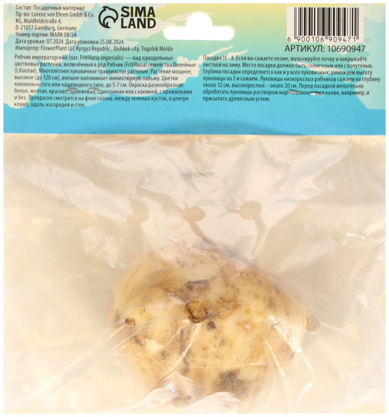 Рябчик императорский (Фритиллярия) Гарланд Стар, р-р 18/20, 1 шт, Весна 2025