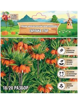 Рябчик императорский (Фритиллярия) Гарланд Стар, р-р 18/20, 1 шт, Весна 2025