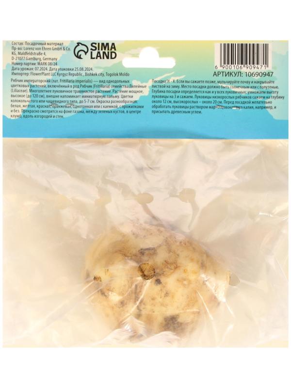 Рябчик императорский (Фритиллярия) Гарланд Стар, р-р 18/20, 1 шт, Весна 2025