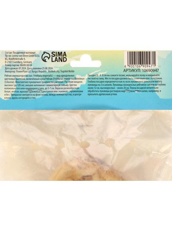 Рябчик императорский (Фритиллярия) Гарланд Стар, р-р 18/20, 1 шт, Весна 2025