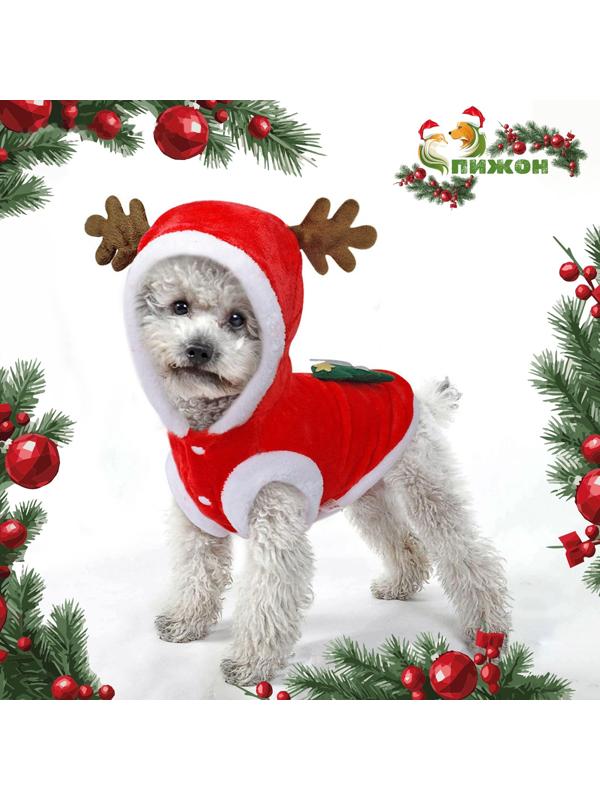 Костюм для животных 