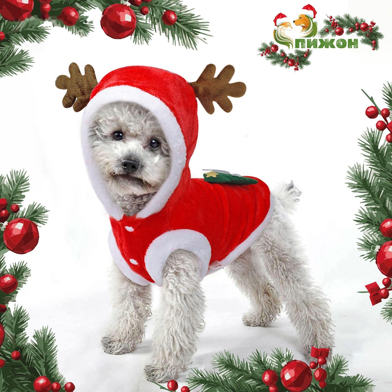 Костюм для животных 