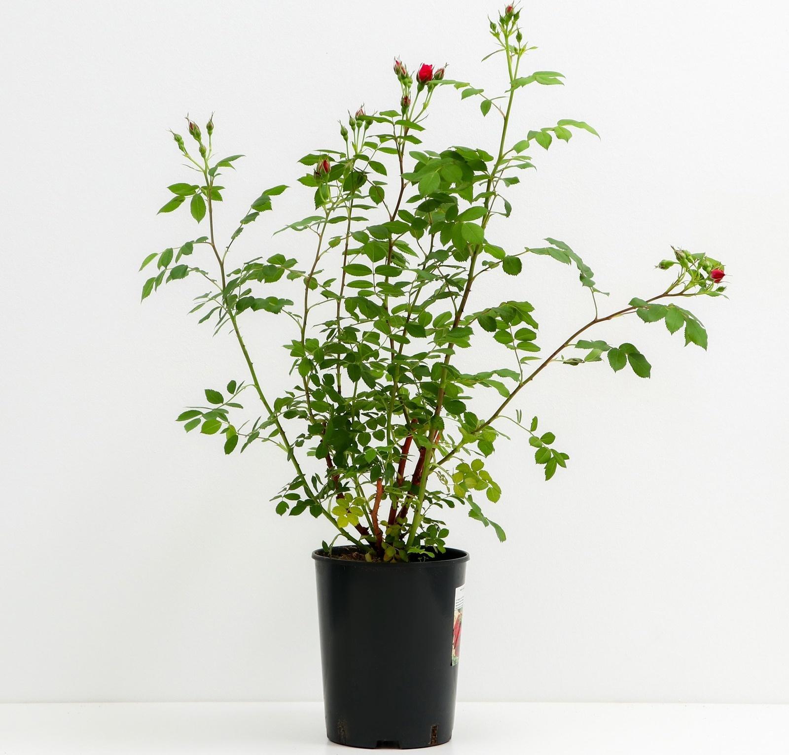 Саженец Роза канадская парковая Аделаида Худлес, C3.5 горшок, Н25-45 высота, 1 шт.