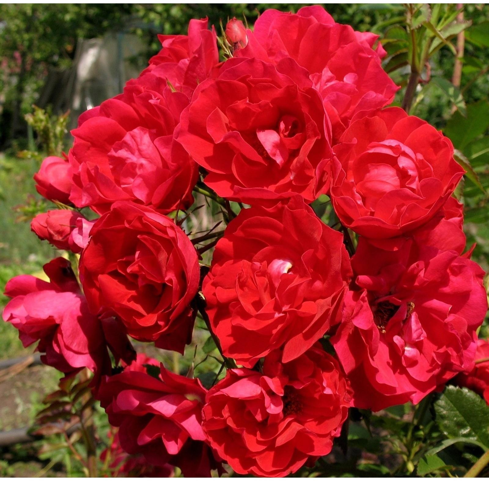 Саженец Роза канадская парковая Аделаида Худлес, C3.5 горшок, Н25-45 высота, 1 шт.