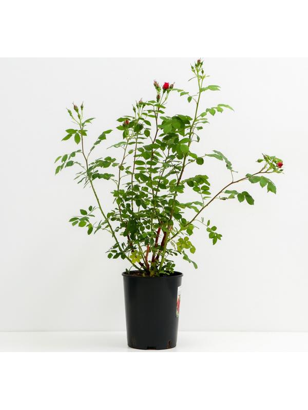 Саженец Роза канадская парковая Аделаида Худлес, C3.5 горшок, Н25-45 высота, 1 шт.