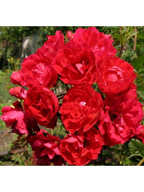 Саженец Роза канадская парковая Аделаида Худлес, C3.5 горшок, Н25-45 высота, 1 шт.