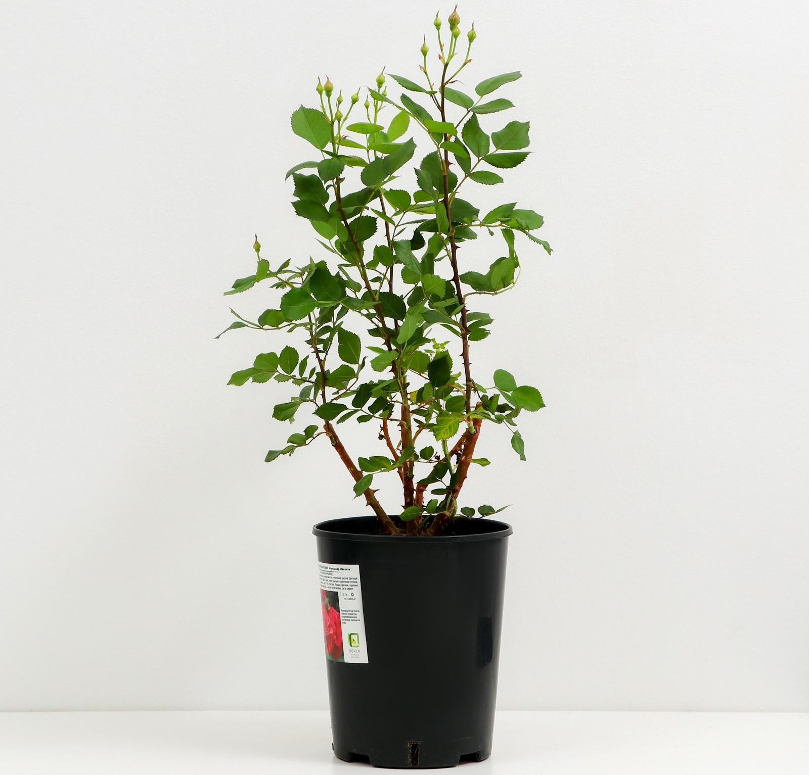 Саженец Роза канадская парковая Александр Макензи, морозостойкая, C3 горшок, Н25-45 высота, 1 шт.