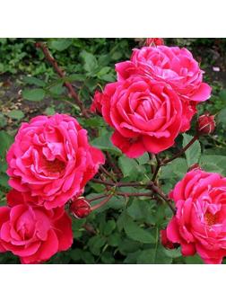 Саженец Роза канадская парковая Александр Макензи, морозостойкая, C3 горшок, Н25-45 высота, 1 шт.