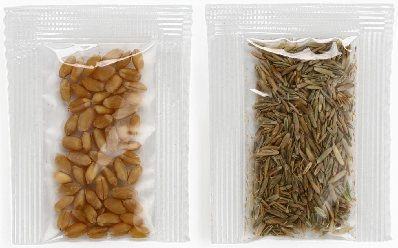 Набор для опытов Синий Трактор «Мой мини сад»