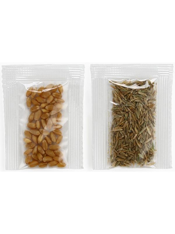 Набор для опытов Синий Трактор «Мой мини сад»