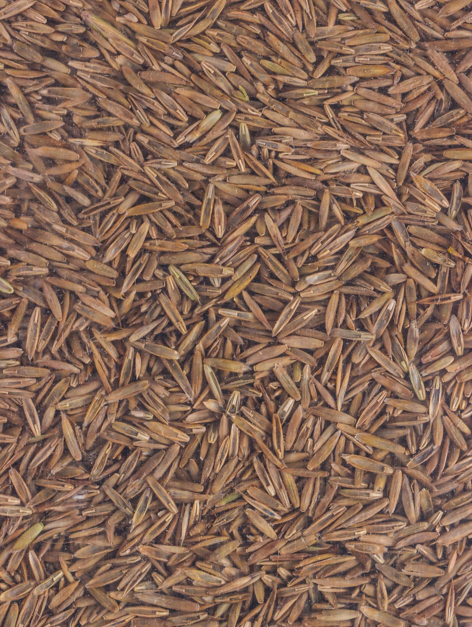 Газон Микс «Мой Выбор» травосмесь, 5 кг