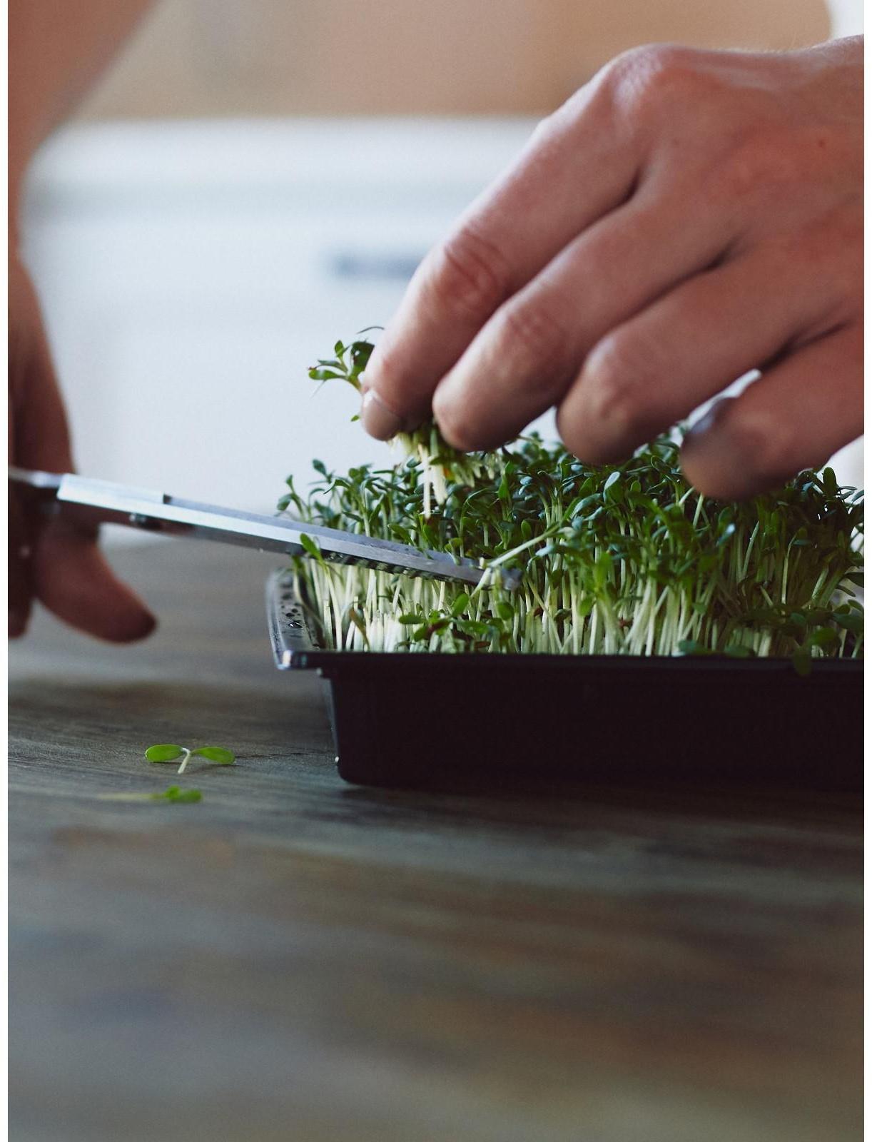 Набор для выращивания микрозелени Vegebox, 5 лотков, подсолнечник