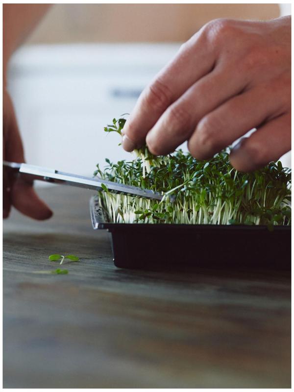 Набор для выращивания микрозелени Vegebox, 5 лотков, подсолнечник