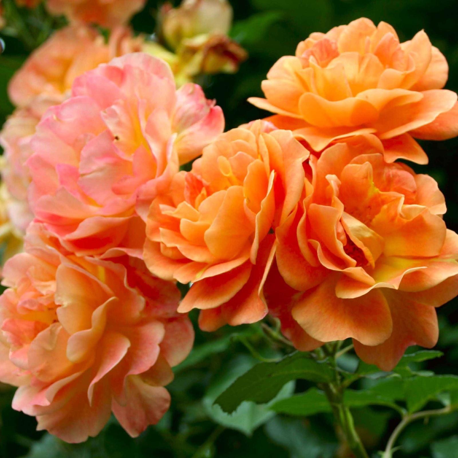 Саженец Роза парковая Вестерленд, C3.5 горшок, Н25-45 высота, 1 шт., Лето 2025