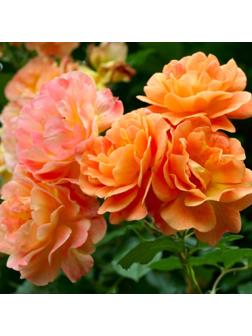 Саженец Роза парковая Вестерленд, C3.5 горшок, Н25-45 высота, 1 шт., Лето 2025