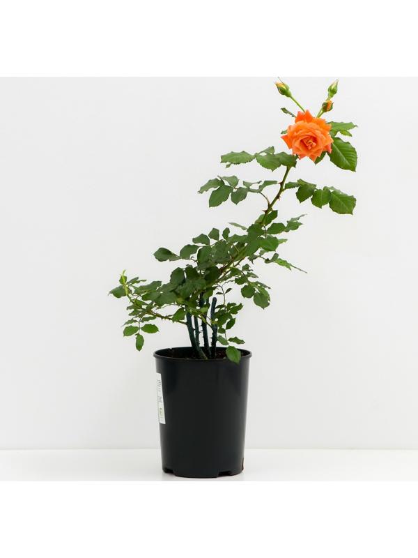 Саженец Роза парковая Вестерленд, C3.5 горшок, Н25-45 высота, 1 шт., Лето 2025