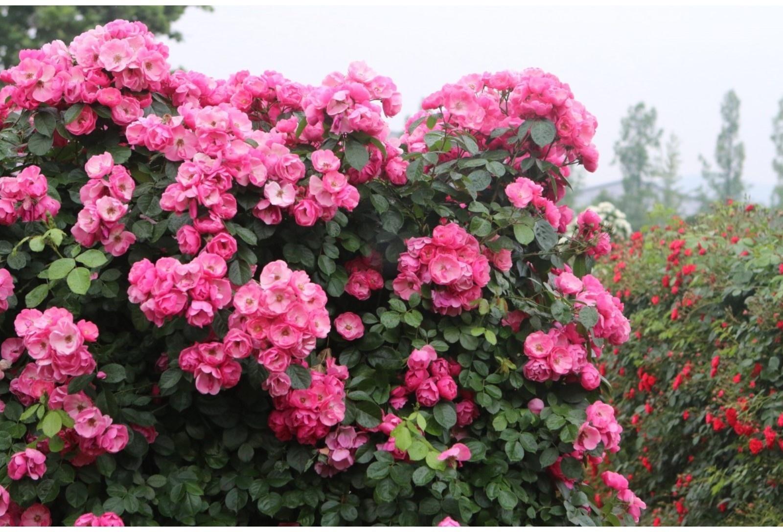 Саженец Роза плетистая Пинк Клод, C3.5 горшок, Н25-45 высота, 1 шт.