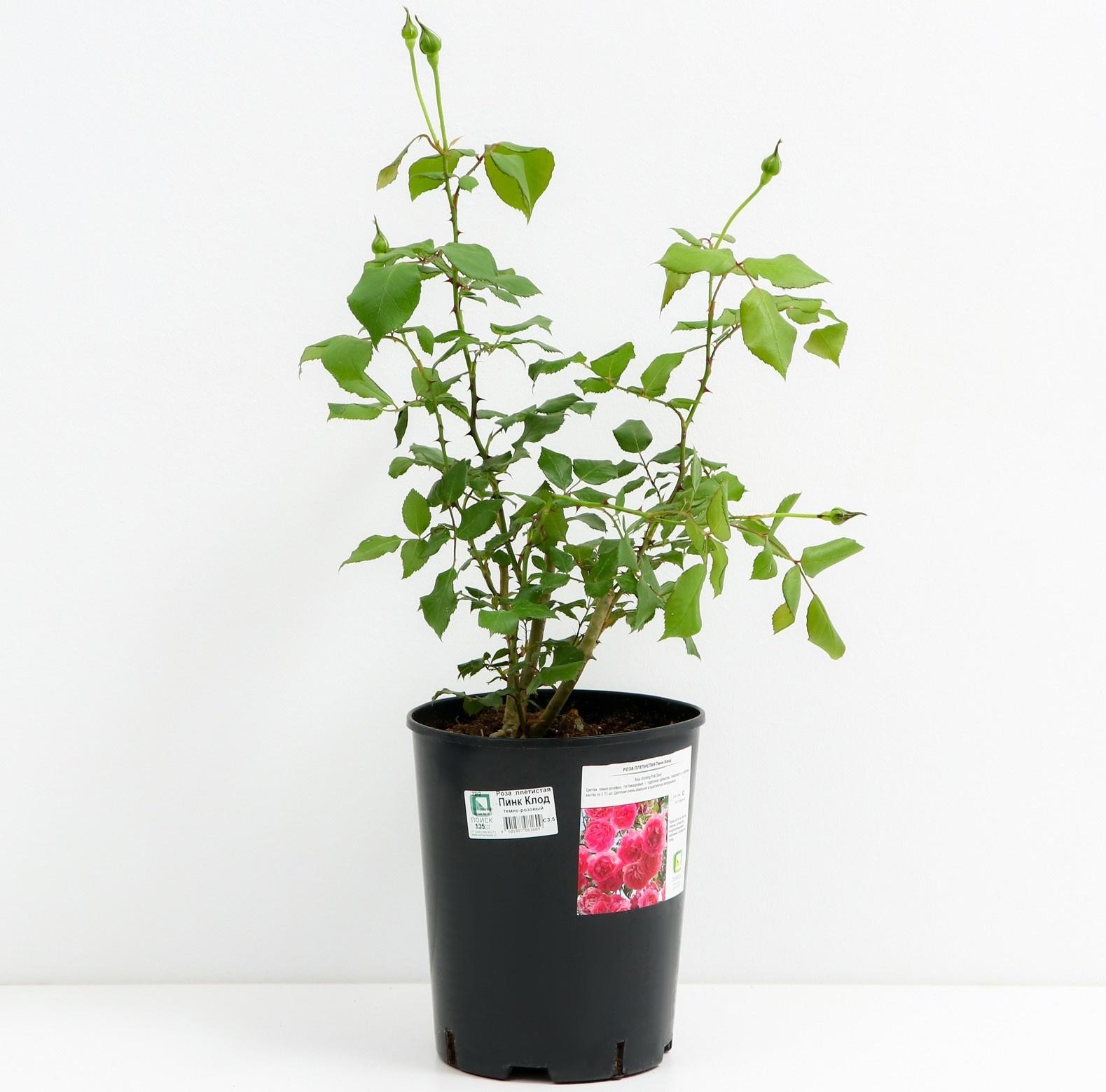 Саженец Роза плетистая Пинк Клод, C3.5 горшок, Н25-45 высота, 1 шт.