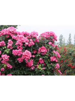 Саженец Роза плетистая Пинк Клод, C3.5 горшок, Н25-45 высота, 1 шт.