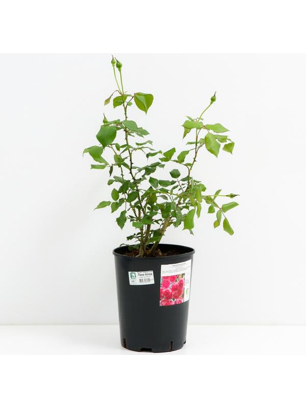 Саженец Роза плетистая Пинк Клод, C3.5 горшок, Н25-45 высота, 1 шт.