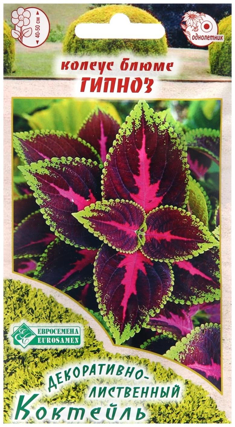 Семена Колеус блюме 