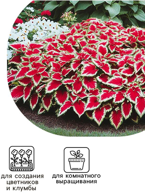 Семена цветов Колеус балконный 