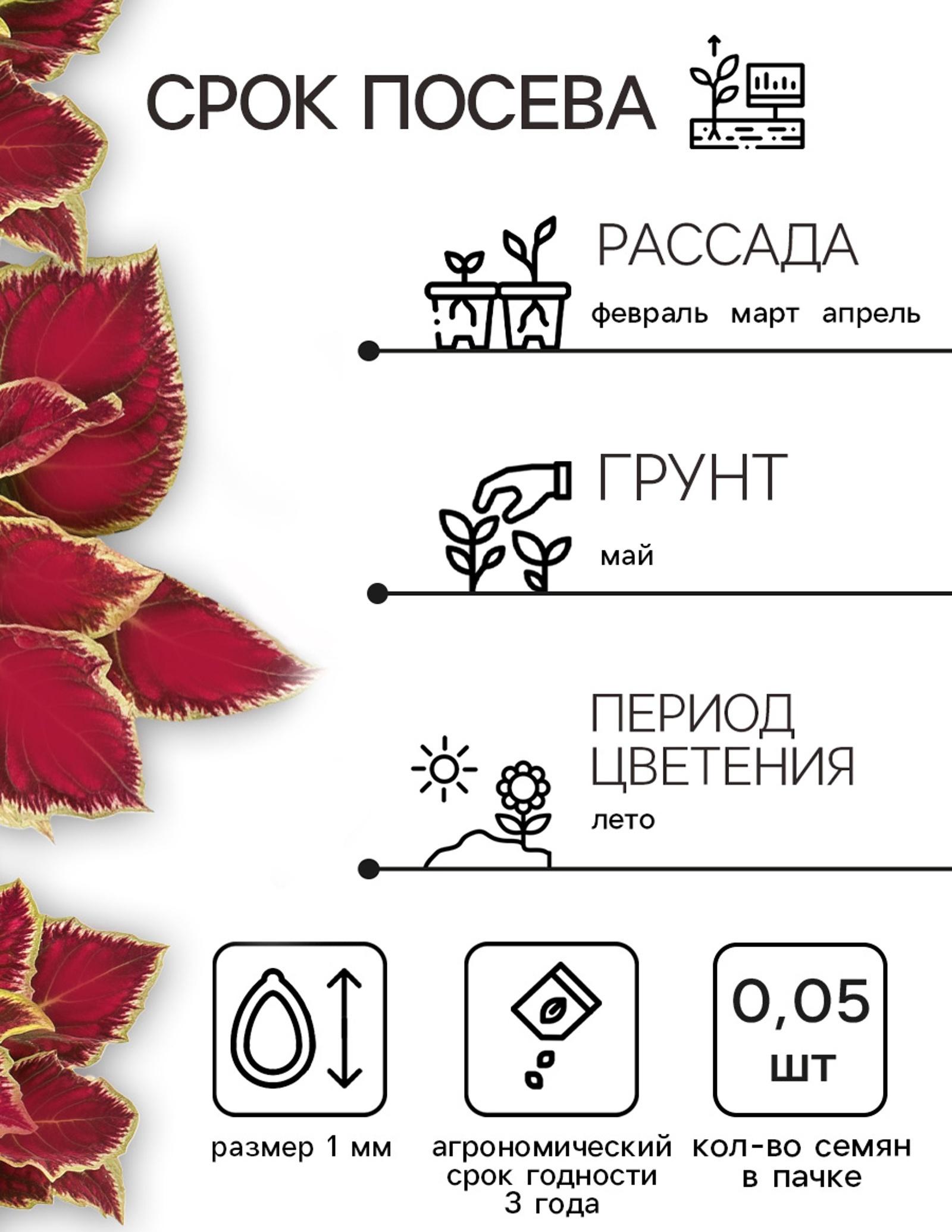 Семена цветов Колеус блюме 