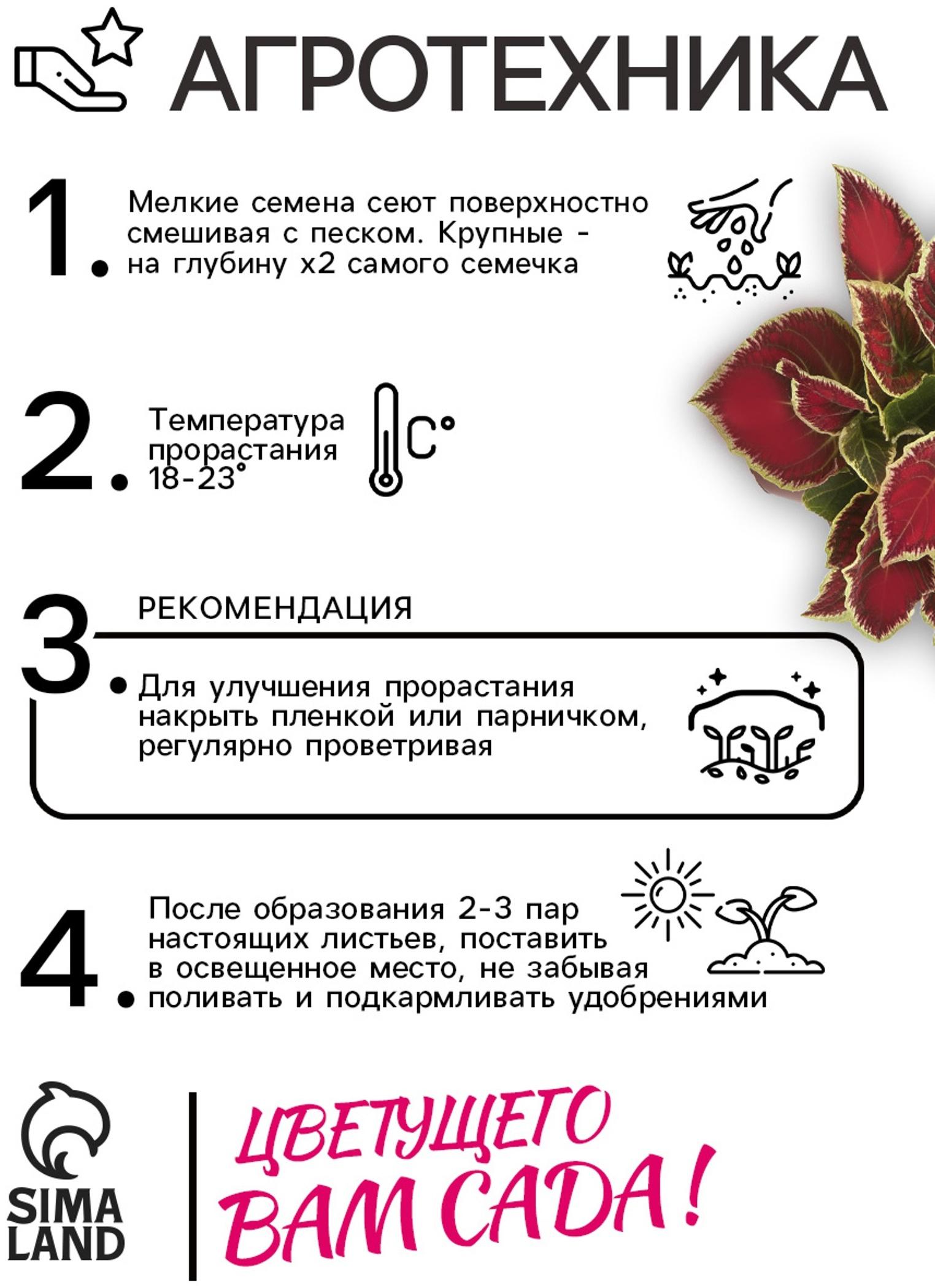 Семена цветов Колеус блюме 