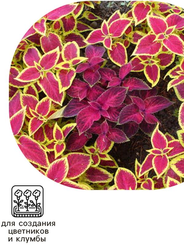 Семена цветов Колеус блюме 